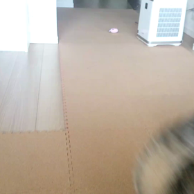 フローリングは足腰に悪いらしいの画像