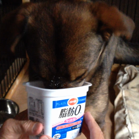 ヨーグルトの画像