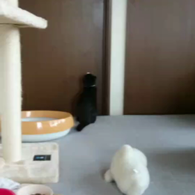 衝撃映像の画像