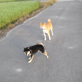 脱走犬を保護して思ったことの画像