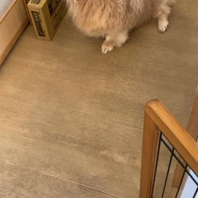 柚さんが家で歩こうとしなくなったの画像