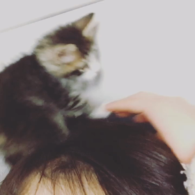 お久しぶりですの画像