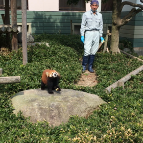 久々の福岡市動物園 レッサーパンダの画像