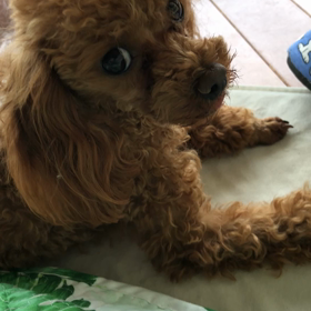 地震です！大丈夫です！の画像