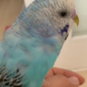 またもや、はっ((((；ﾟДﾟ)))))))の画像