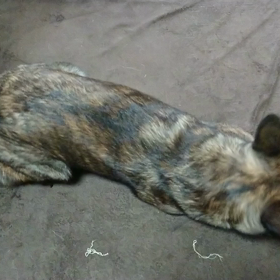 うちの愛犬の画像