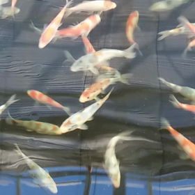 しんおやの画像