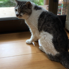 チーたんの画像