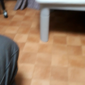 テレビの犬と猫に興味津々のネコと無関心のイヌの画像