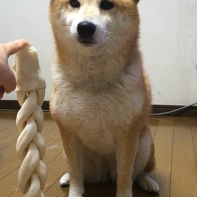 動画ver.ガム、わしわし。の画像