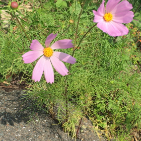 風になびく秋桜の花の画像