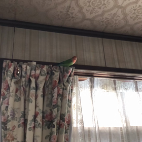 夏風邪でしたの画像