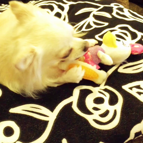 カミカミ( ^ω^ )カミカミ♫の画像