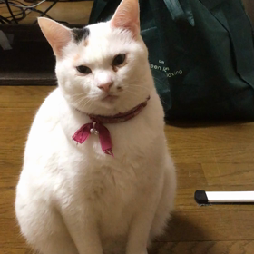 オセロー  お稽古の画像