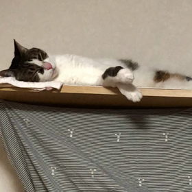 4回目緊急事態宣言でも！ただ… 赤ちゃん猫の声にデールは？の画像