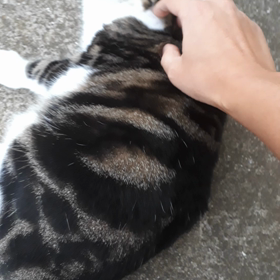 カリカリの画像