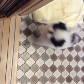 コジザウルスの画像