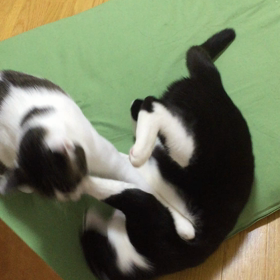 猫が原の闘いの画像