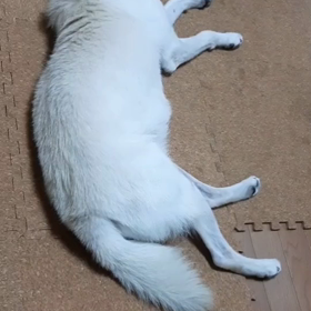 今日のシロくん 3の画像