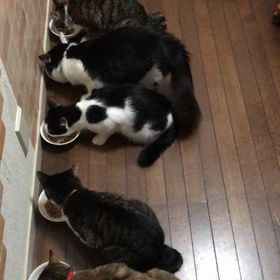 今日の朝ごはんの画像