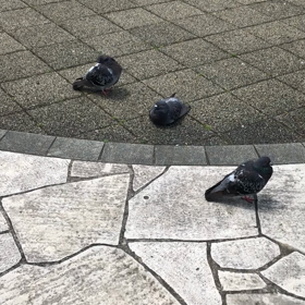 きょうの鳩友／動画の画像