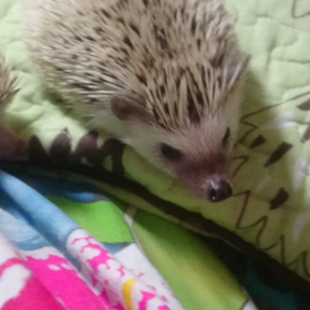 ＃今日のこすこは＃の画像