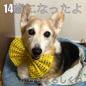 14歳になりました！の画像