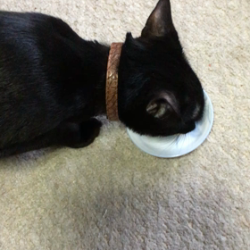 職業訓練３９日目の画像