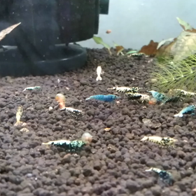 餌やり風景でも。の画像