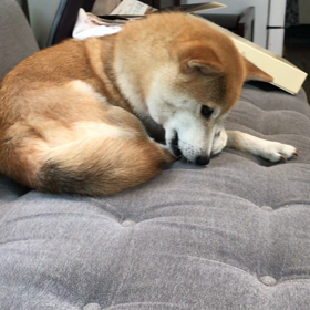 狩猟本能？の画像