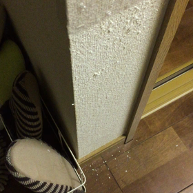 ただいま〜 お出迎えあり❗️の画像