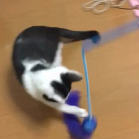 タコちゃんの画像