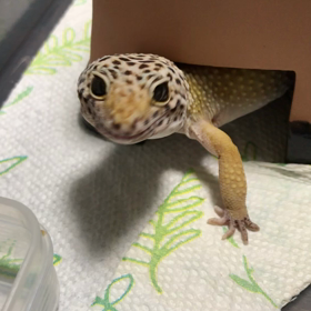 イナゴパーリ〜の画像