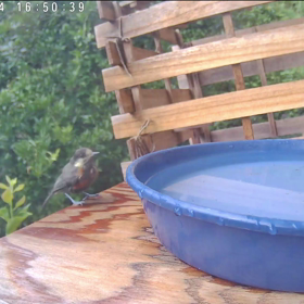 すぎぴたんの事件簿シーズン3　345話（水浴び、争奪戦）の画像