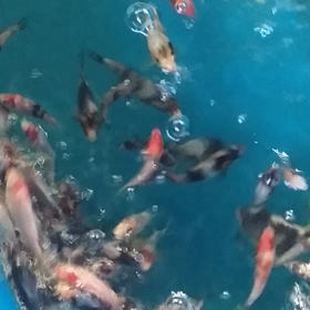 昨日の稚魚の画像