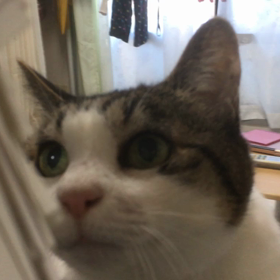 おめでとうの画像