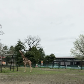 キリンの同居3日目の画像