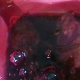 昨日の釣果 ガシラ セイゴ メバル 三重県の画像