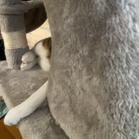 かくれんぼ大好きの画像