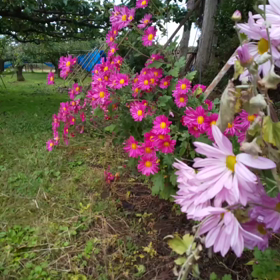 最近の中身のない動画の画像