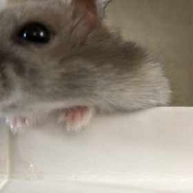 ぶるぶるぶる！？の画像