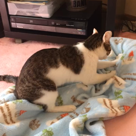 ウチの子の画像