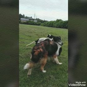 ミュミュール　めでたく❗入隊~~~( ≧∀≦)ノの画像