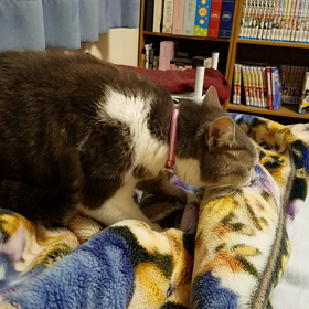 ゆうんちの画像