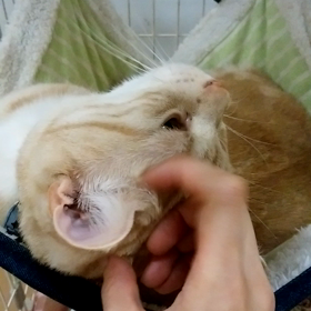 お泊まり　メレンゲくんの画像