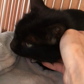 武蔵くん復活！の画像