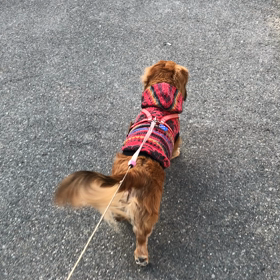 てんかんの翌日のお散歩の画像