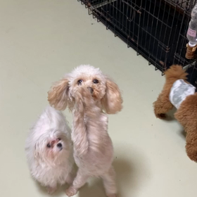 犬舎の日常あるある〜その③の画像