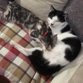 里親様募集中の子達③の画像