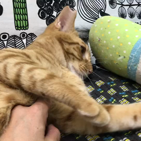 リラックスする茶トラのちばちゃんの画像